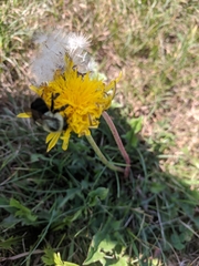 Bombus impatiens