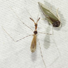 Stenolemoides arizonensis