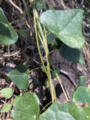 Echinostephia aculeata