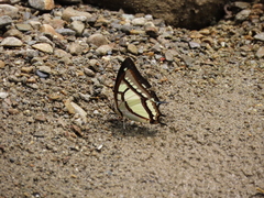 Polyura narcaea meghaduta
