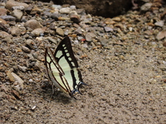 Polyura narcaea meghaduta