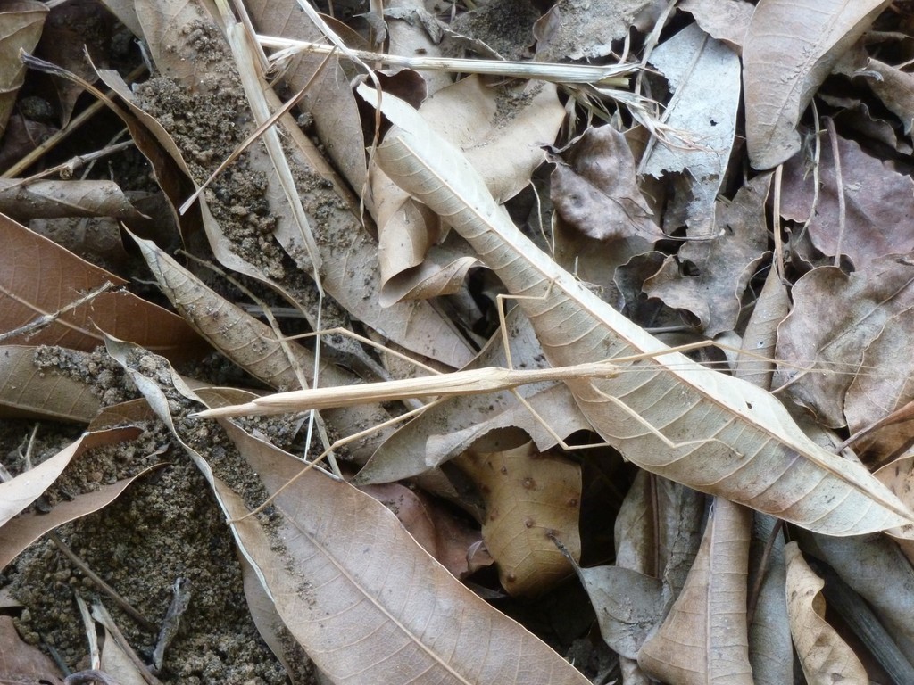 Sipyloidea chlorotica