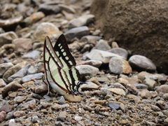 Polyura narcaea meghaduta