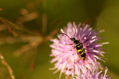 Typocerus sparsus