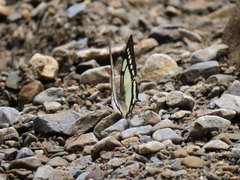 Polyura narcaea meghaduta