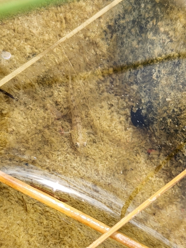 Edgbaston Goby
