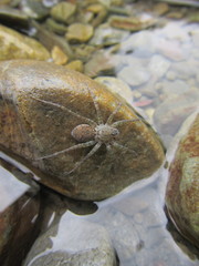 Pardosa pseudoannulata