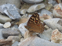 Junonia lemonias aenaria
