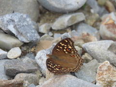 Junonia lemonias aenaria