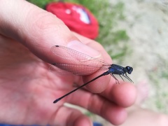 Argia ulmeca