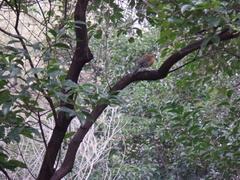 Turdus rufopalliatus