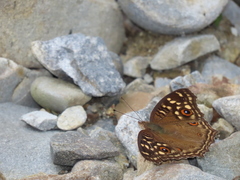 Junonia lemonias aenaria
