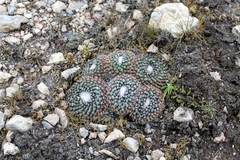 Mammillaria pseudocrucigera