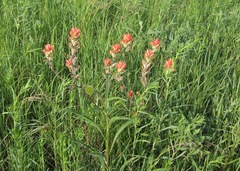Castilleja coccinea
