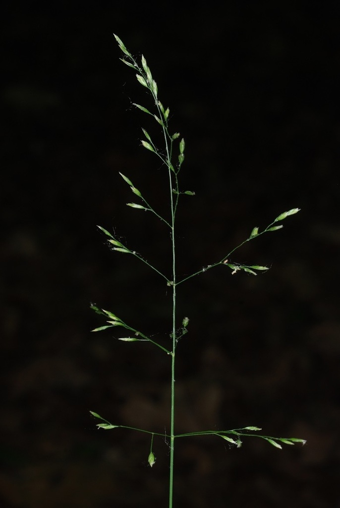 Stenopoa