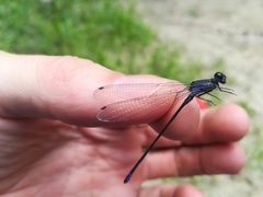 Argia ulmeca