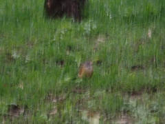 Turdus rufopalliatus