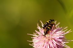 Typocerus sparsus