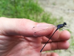 Argia ulmeca