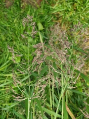 Calamagrostis purpurea