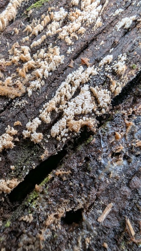 Henningsomyces candidus