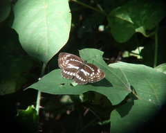 Neptis pryeri