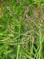 Calamagrostis purpurea