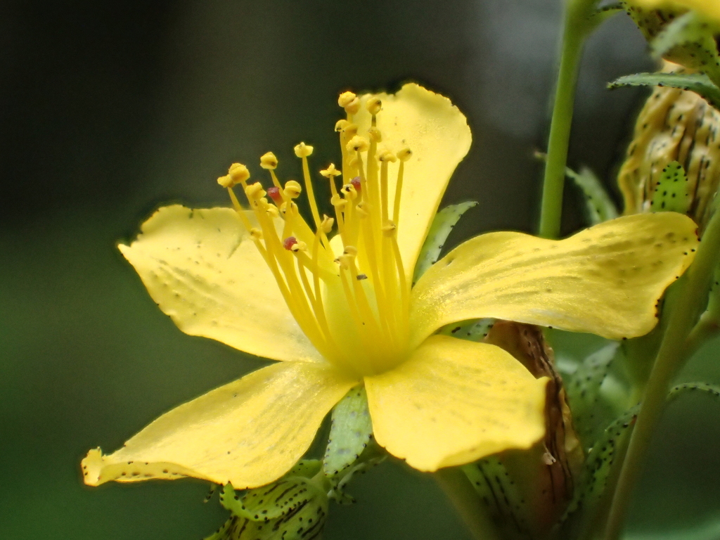 Hypericum taihezanense