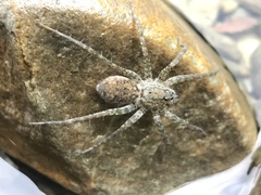 Pardosa pseudoannulata