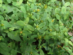 Hypericum taihezanense