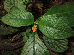 Chrysothemis friedrichsthaliana