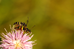 Typocerus sparsus