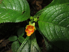 Chrysothemis friedrichsthaliana