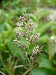 Calamagrostis sesquiflora