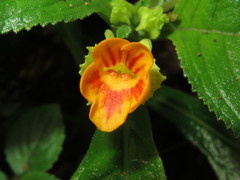 Chrysothemis friedrichsthaliana