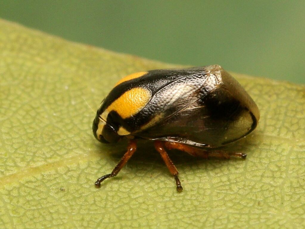 Hindoloides