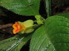 Chrysothemis friedrichsthaliana