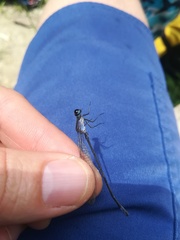 Argia ulmeca