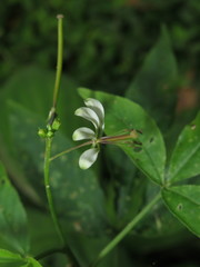 Cleome serrata
