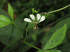 Cleome serrata