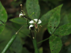 Cleome serrata