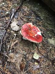 Russula