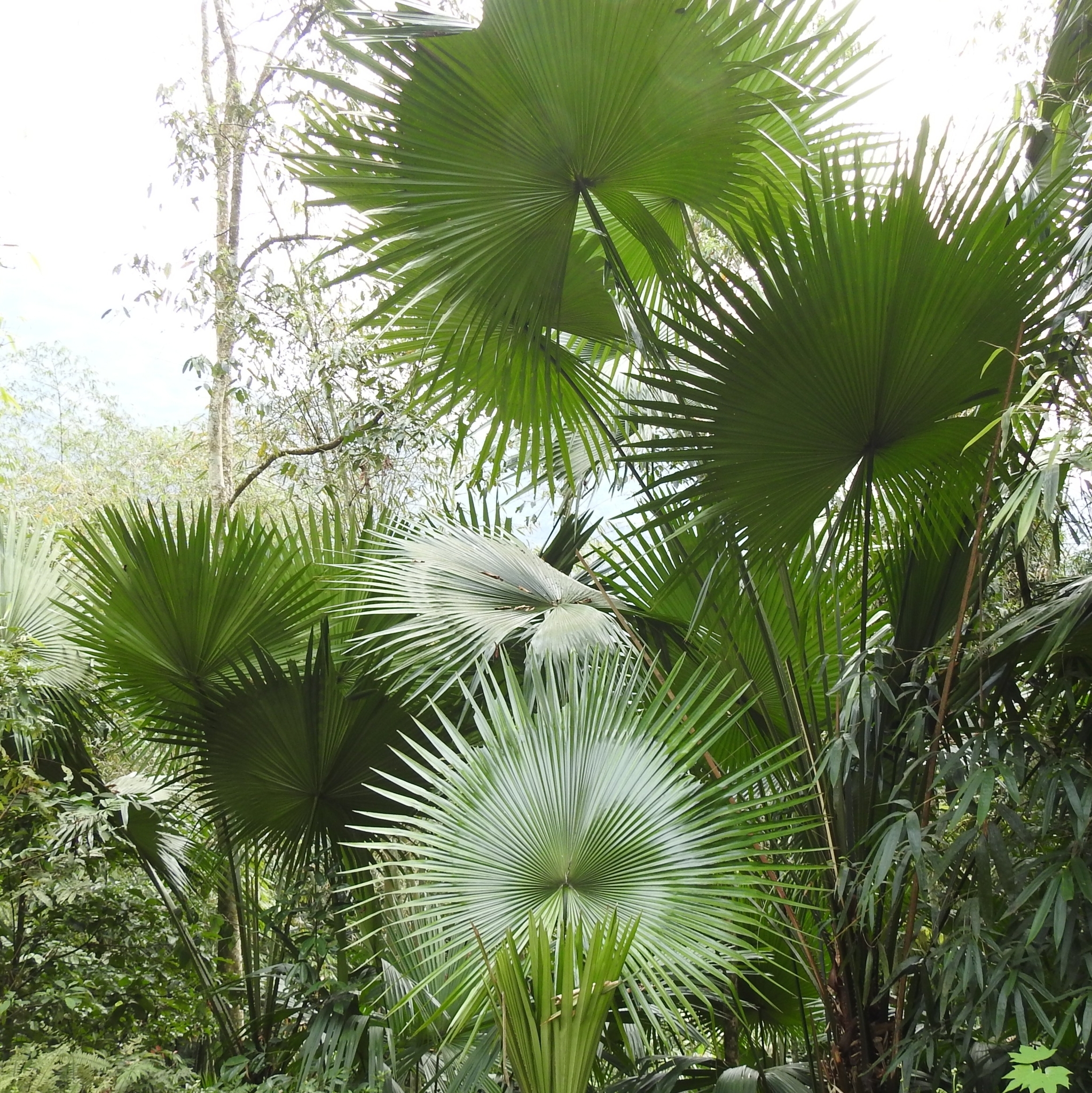 Livistona speciosa (Livistona speciosa)