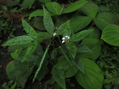 Cleome serrata