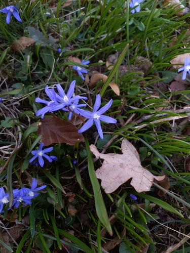 Scilla sardensis