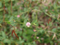 Acmispon americanus americanus