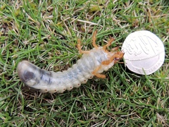 Melolontha melolontha