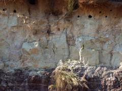 Merops superciliosus