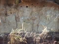 Merops superciliosus