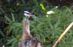 Copsychus albospecularis